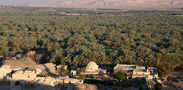 Green Oasis in the Desert