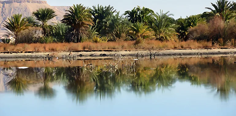 Green Oasis in the Desert