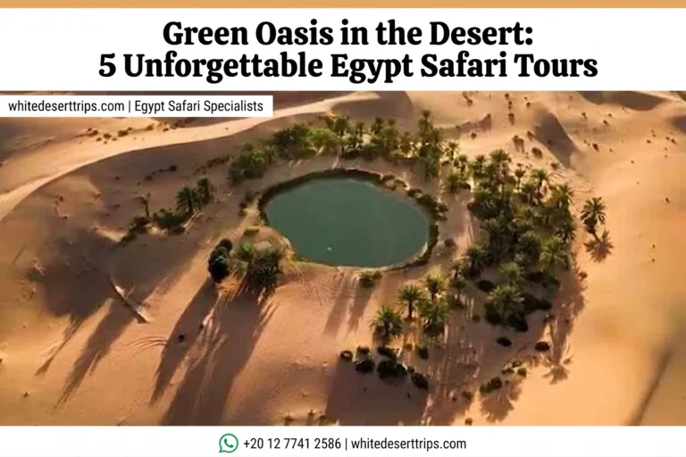 Green Oasis in the Desert