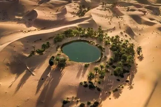 Green Oasis in the Desert