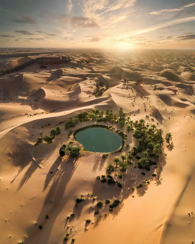 Green Oasis in the Desert